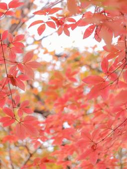 紅葉 紅葉の写真
