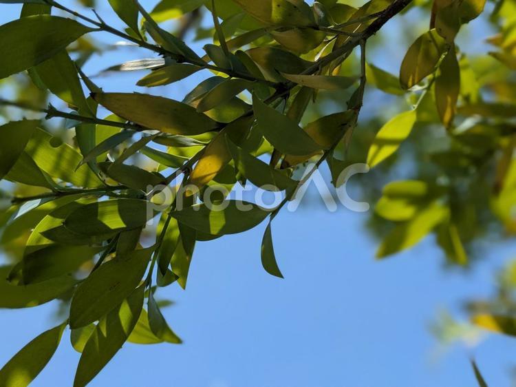 木の下から空を見上げる 葉,葉っぱ,木の写真素材