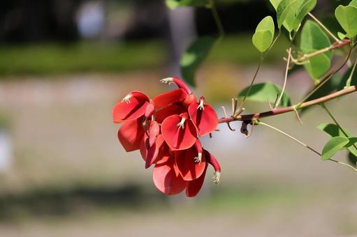 枝先の赤いアメリカデイゴの花のアップ 枝先の赤いアメリカデイゴの花のアップの写真