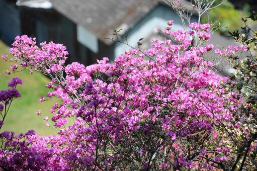 春の山に咲く満開のツツジの写真