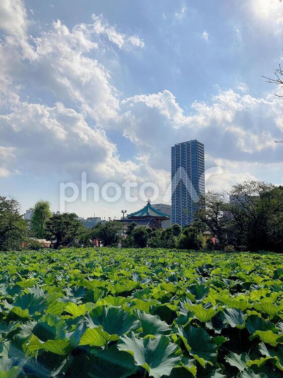 東京風景・上野公園 上野公園,上野恩賜公園,不忍池の写真素材