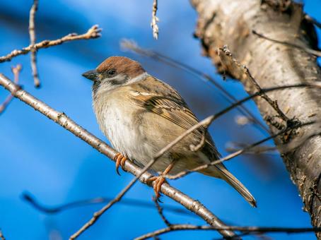 枝にとまるスズメ スズメ,雀,鳥の写真素材