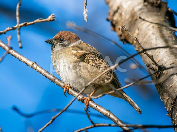 枝にとまるスズメ スズメ,雀,鳥の写真素材