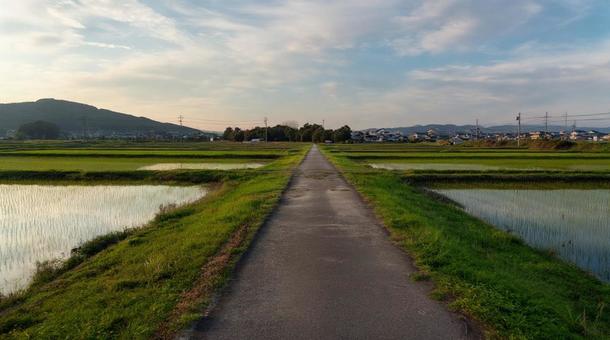 農道と水田、田んぼの中を伸びる農道・郷愁 農道と水田、田んぼの中を伸びる農道・郷愁の写真