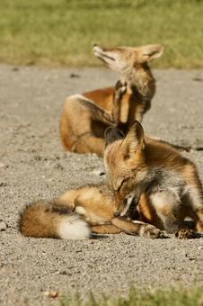 2匹のキツネ 2匹のキツネの写真