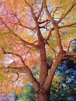 紅葉　カイノキ　観音寺　千葉県柏市 紅葉,カイノキ,観音寺の写真素材