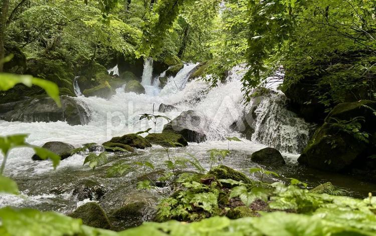 夏の山の中の渓流 奥入瀬渓流,渓流,川の写真素材