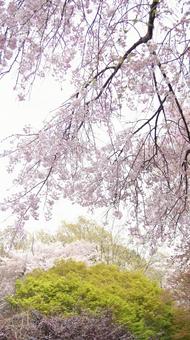 Weeping cherry blossom-266, JPG Weeping cherry blossom-266, JPG