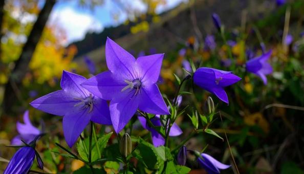 秋の七草 紫色のキキョウ 季節の花 秋の七草 紫色のキキョウ 季節の花の写真