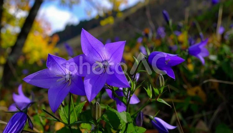 秋の七草　紫色のキキョウ　季節の花 秋の七草,紫色,キキョウの写真素材