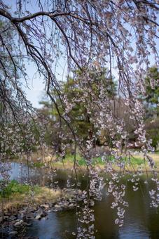 水辺に揺れるしだれ桜 桜,しだれ桜,花の写真素材