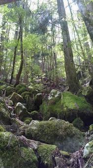 四万十川源流 四万十川,源流,高知の写真素材
