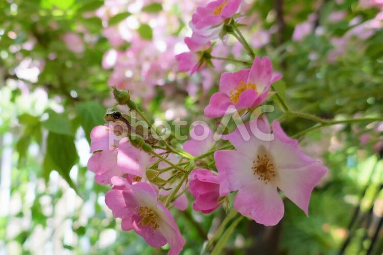 バラとアマガエル１ カエル,蛙,アマガエルの写真素材