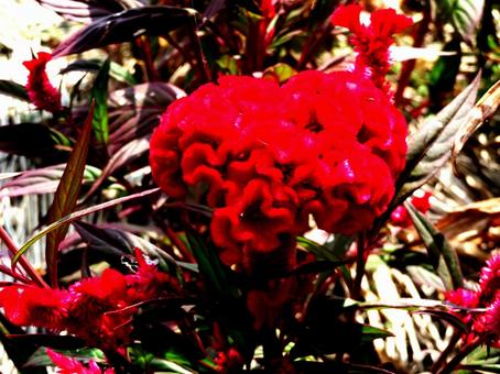 ケイトウの花 ケイトウの花の写真
