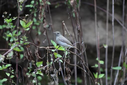 Photo, red-tailed flycatcher, wild bird, fluttering, 