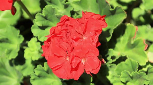 夏の花壇 鮮やかなゼラニウム 夏の花壇 鮮やかなゼラニウム ゼラニウム,夏,花の写真素材