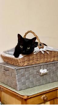かご猫タネちゃん かご猫タネちゃんの写真