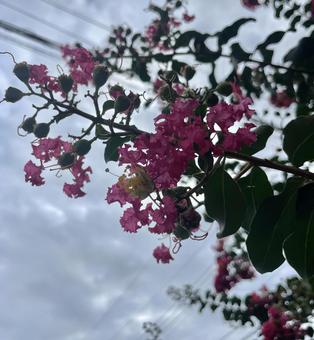 百日紅 ピンク,夏,くもりの写真素材