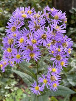 山野菊 紫苑 山野菊 紫苑の写真