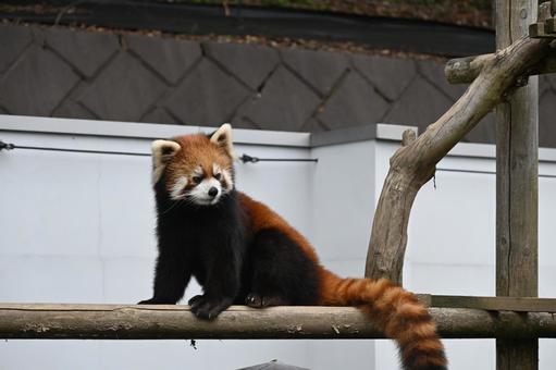 レッサーパンダ レッサーパンダ,動物,動物園の写真素材