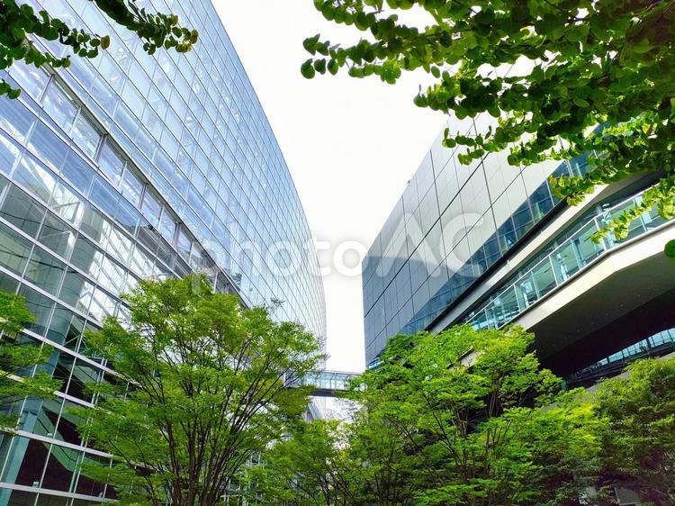 東京のビル街と新緑 東京,ビル街,風景の写真素材