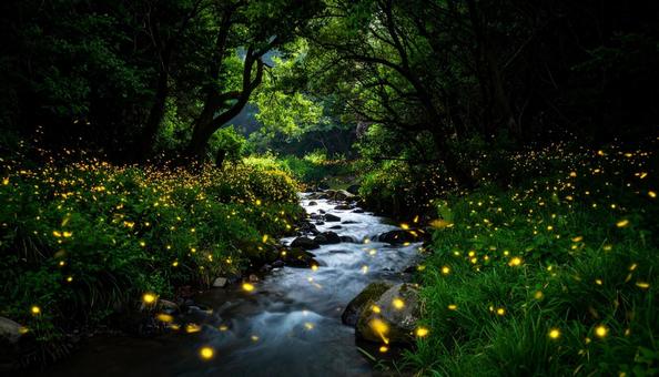 小川の傍の蛍の乱舞の写真