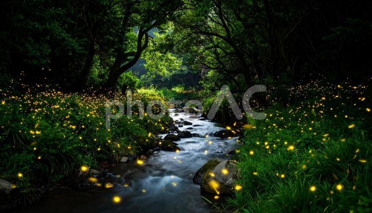 小川の傍の蛍の乱舞 ホタル,乱舞,発光の写真素材