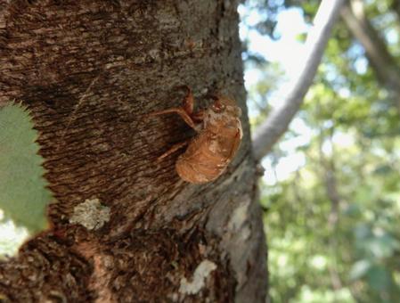 【昆虫写真】蝉の抜け殻の写真