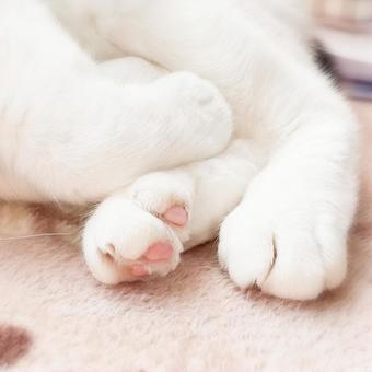 お昼寝中の猫の足に癒される お昼寝中の猫の足に癒されるの写真