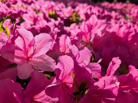Photo, azalea, spring, flower, 