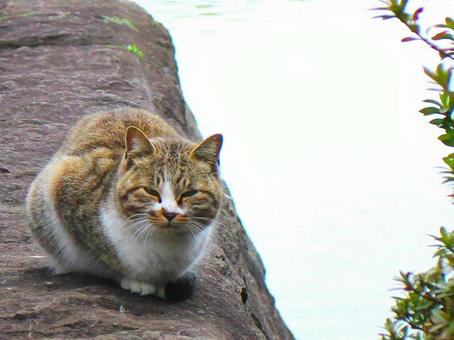 日本の猫の写真
