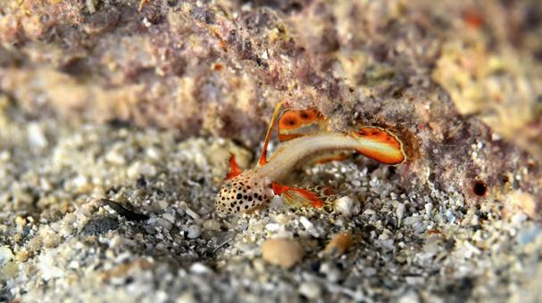 ホムラハゼ ホムラハゼ,水中写真,ハゼの写真素材