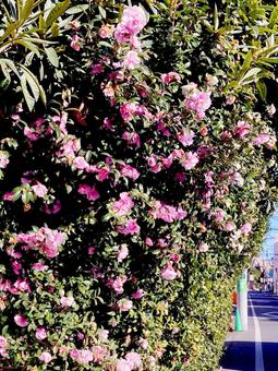 サザンカの写真