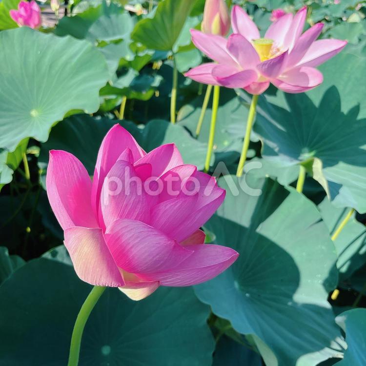 行田　古代蓮 行田,古代蓮,蓮子の写真素材