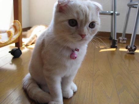 お座りする子猫 お座りする子猫 まったり,リラックス,癒されるの写真素材