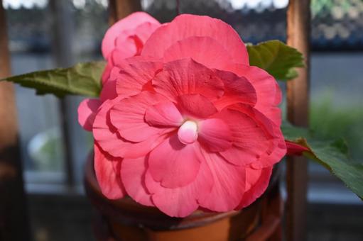 大輪のベゴニアの花は綺麗でしょう ベゴニア,赤色,フラワーの写真素材