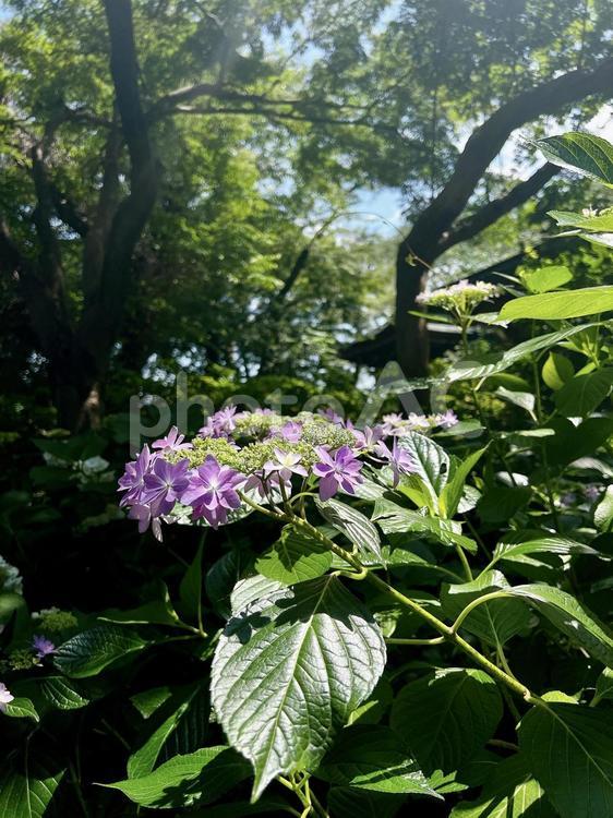 木漏れ日とあじさい寺に咲くガクアジサイ あじさい,紫陽花,アジサイの写真素材