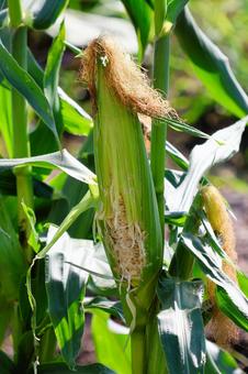 Photo, corn, real, plant, 