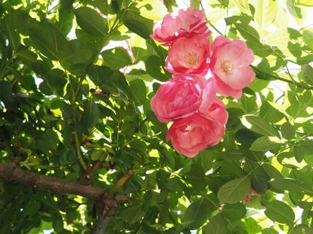 薔薇 薔薇,ローズ,春の写真素材