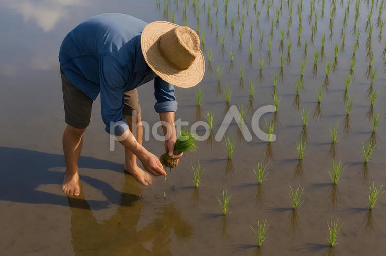 手植えの田植え 田植え,手植え,水田の写真素材