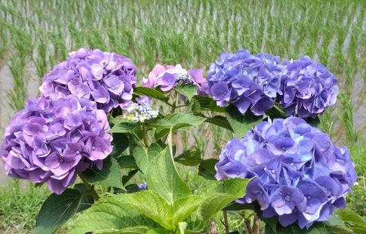 紫陽花まつり2025 紫陽花まつり2025の写真