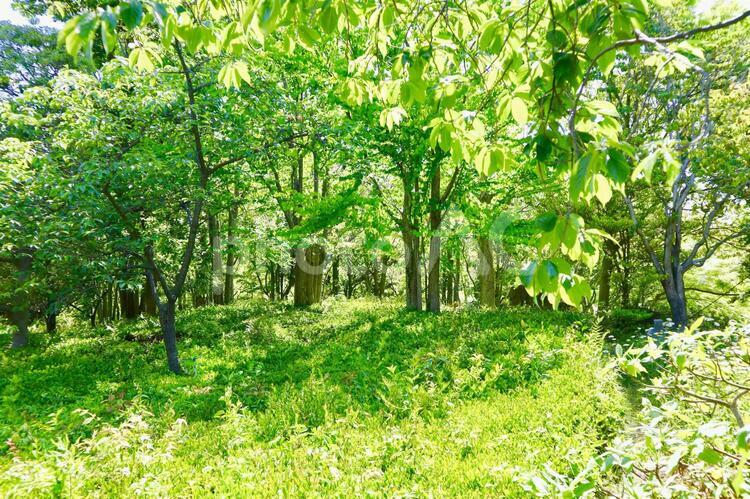 みどりの季節・森の中 新緑,みどり,森の中の写真素材