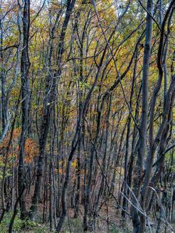 宝登山の紅葉 長瀞,紅葉,風景の写真素材