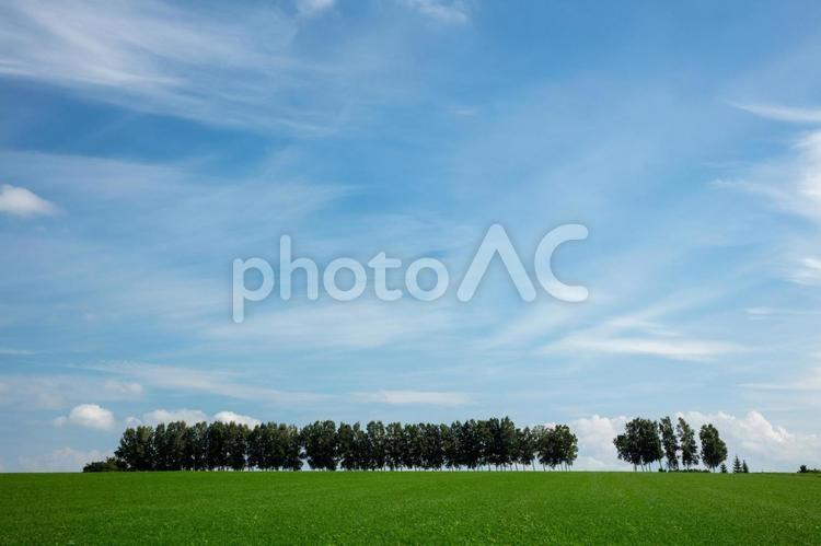 大空と並木 いなか,きれい,のどかの写真素材