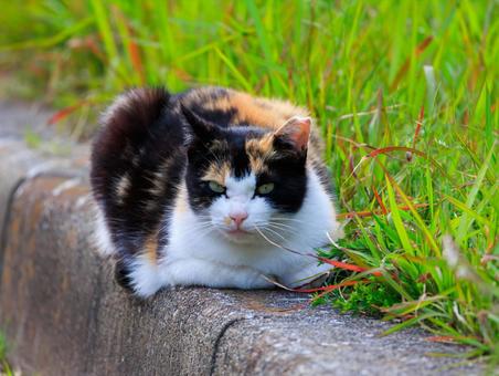 路肩でまったりしていた三毛猫さんです。 路肩でまったりしていた三毛猫さんです。の写真