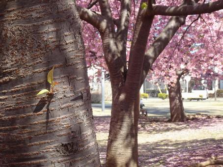 Photo, park, kawazu cherry tree, petal, 