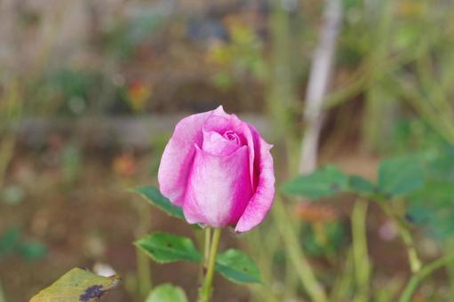 季節の花276 季節の花276の写真