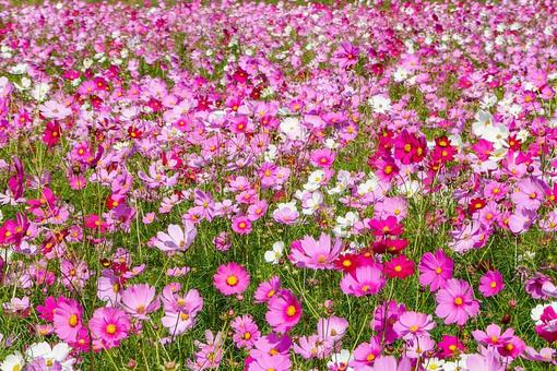 満開のコスモス　俯瞰の写真
