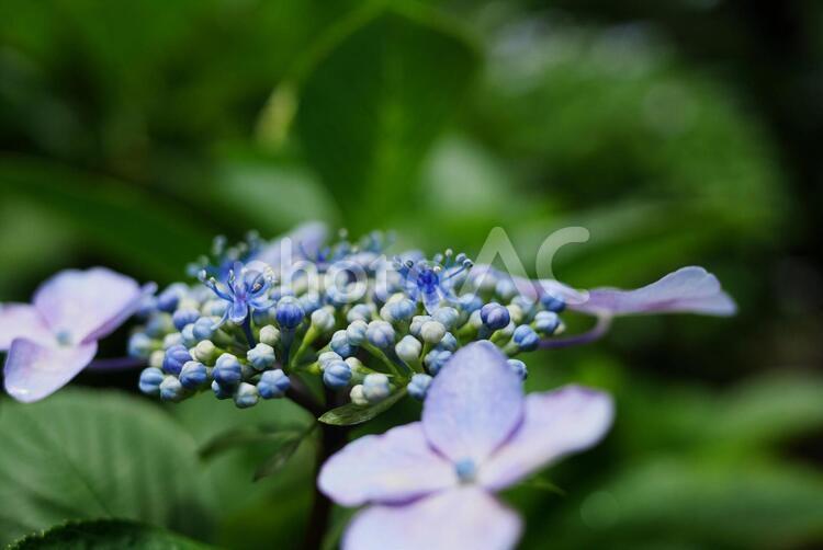 薄紫の花のヤマアジサイのクローズアップ あじさい,花,自然の写真素材