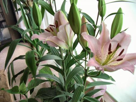 ユリの花-18 ユリの花-18の写真